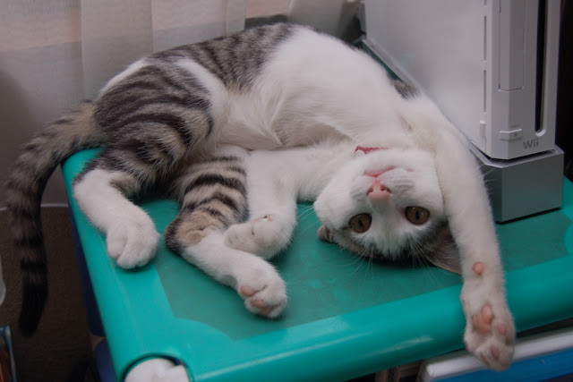cute kitty stretching