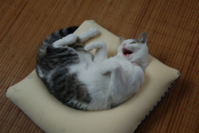cute cat playing on a cushion
