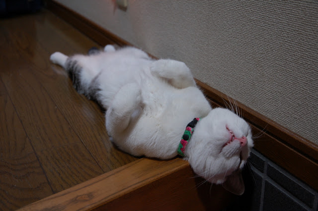 cute cat lying on the table