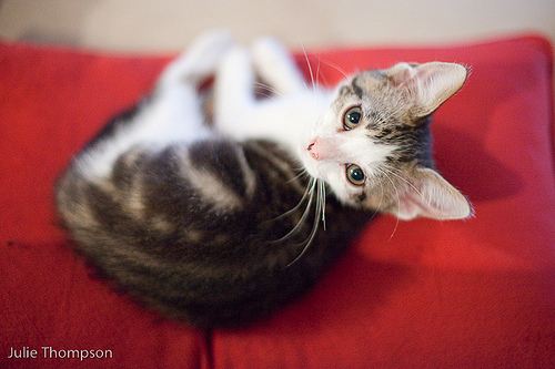 cute kitten looking up cat pic