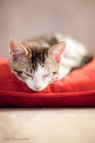 cute kitten taking a nap
