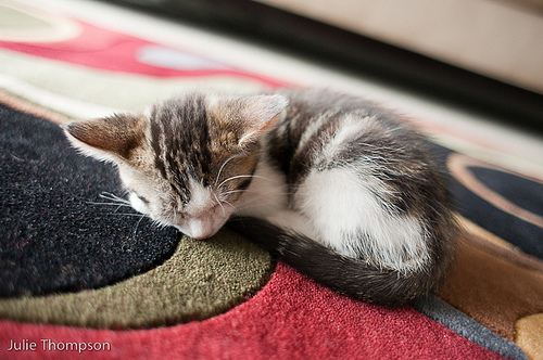 cute kitten sleeping cat pic