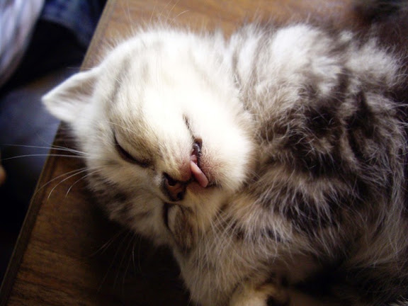 cute sleepy kitten