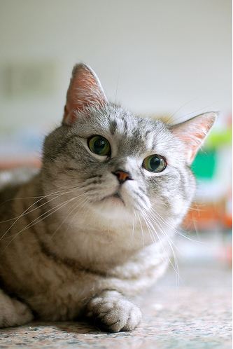 cute cat with a round face