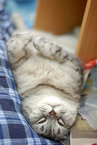 cute cat napping