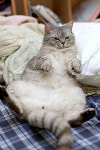 cute cat resting