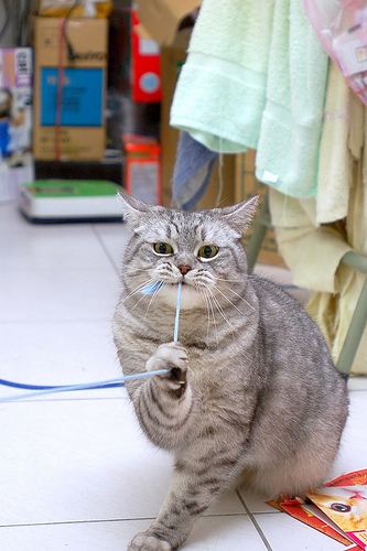 cute cat biting string