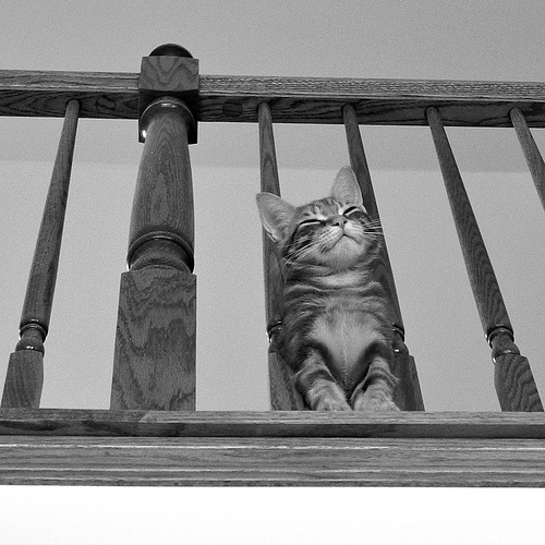 cute kitten smiling cute kitten smiling black and white pic