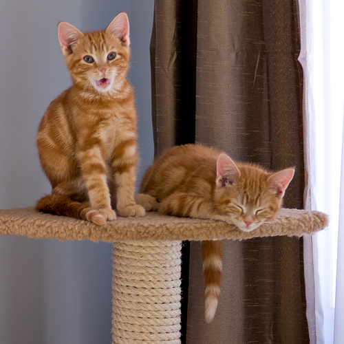 cute ginger kittens hanging out on scratching post cute ginger kittens hanging out on scratching post