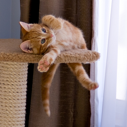 cute ginger kitten stretching cute ginger kitten stretching on scratching post