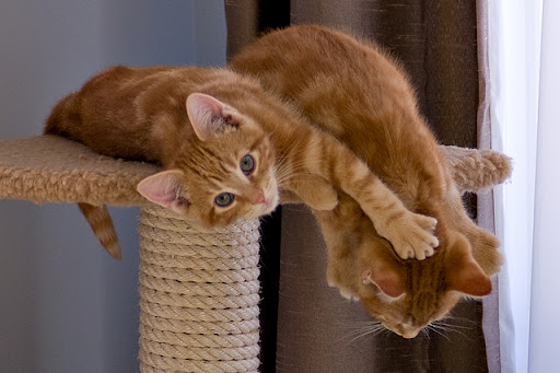 cute ginger kittens playing on a scratching post cute ginger kittens playing on a scratching post