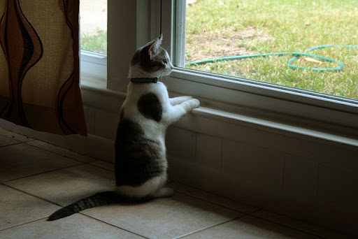 cute kitten standing by window watching birds cute kitten standing by window watching birds