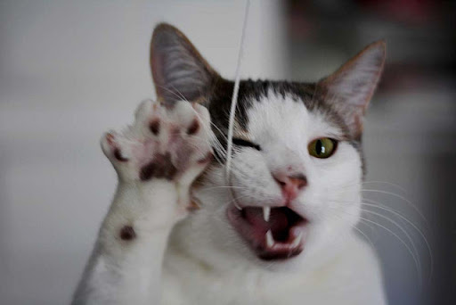 cute kitty playing with a string cute kitty playing with a string