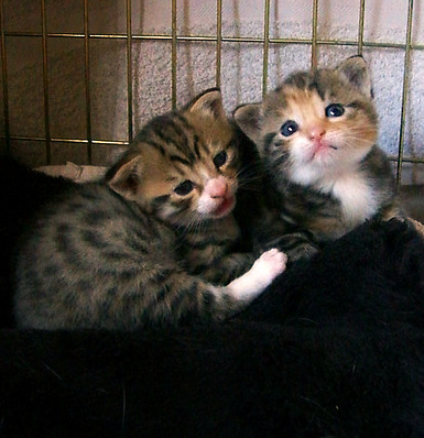 cute rescued foster kittens cute rescued foster kittens