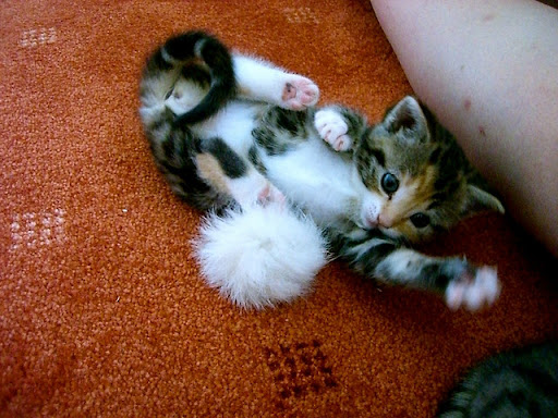cute rescued kitten playing with a mouse toy cute rescued kitten playing with a mouse toy