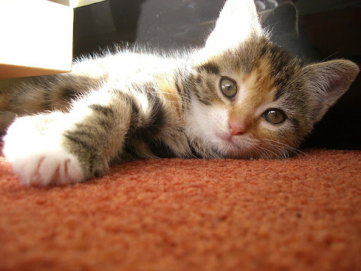 cute rescued kittens cute rescued kittens