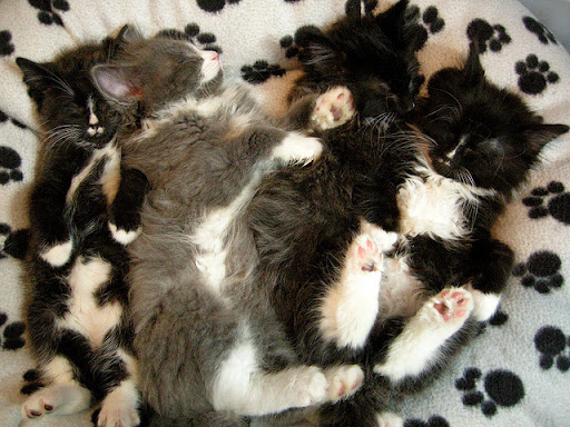 cute foster kittens napping together