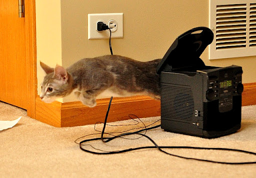 cute kitten hovering