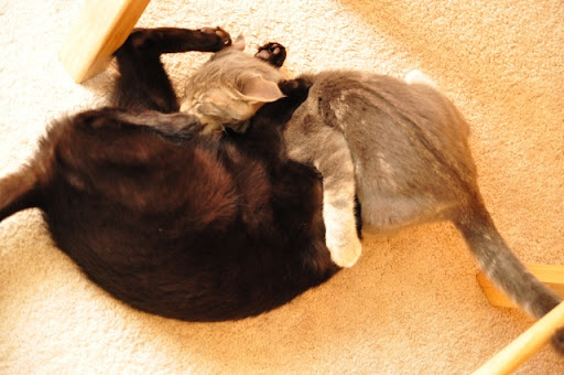 cat fight