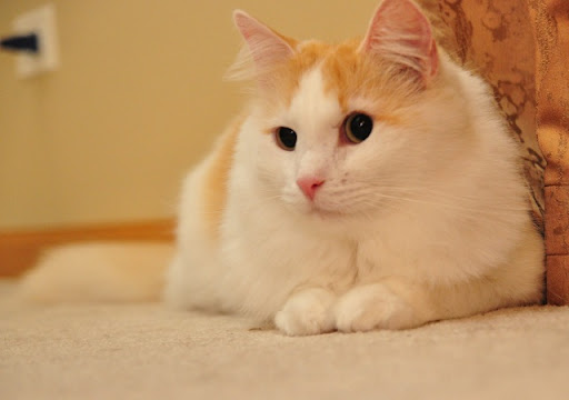 cute cat