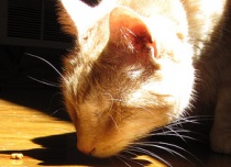 rescued cat