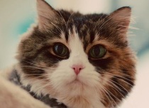 the rescued kittens