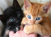 rescued kitten