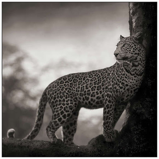 Beautiful 

Black And White Photographs Of Animals ( 30 Pics)