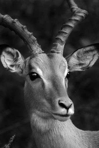 Beautiful Black 

And White Photographs Of Animals ( 30 Pics)