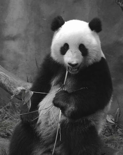 Beautiful 

Black And White Photographs Of Animals ( 30 Pics)