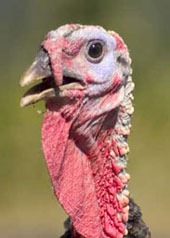 [turkey[3].jpg]