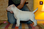 7t biala