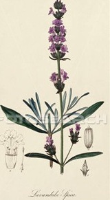 [antique-botanical-illustration_~64_LAVND[5].jpg]