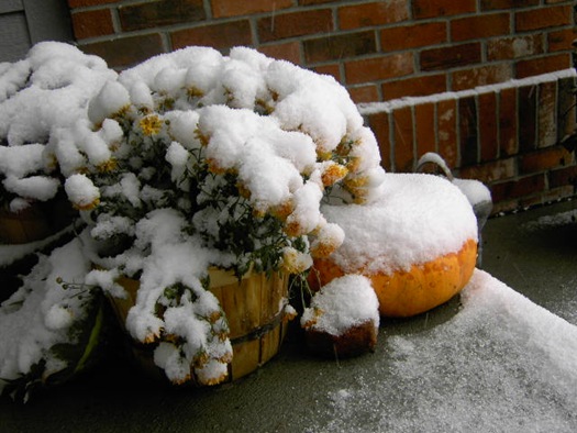 [Snow on the Pumpkins 002[3].jpg]
