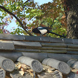 宮内にはこの鳥がたくさんいました。とても綺麗だったよ。