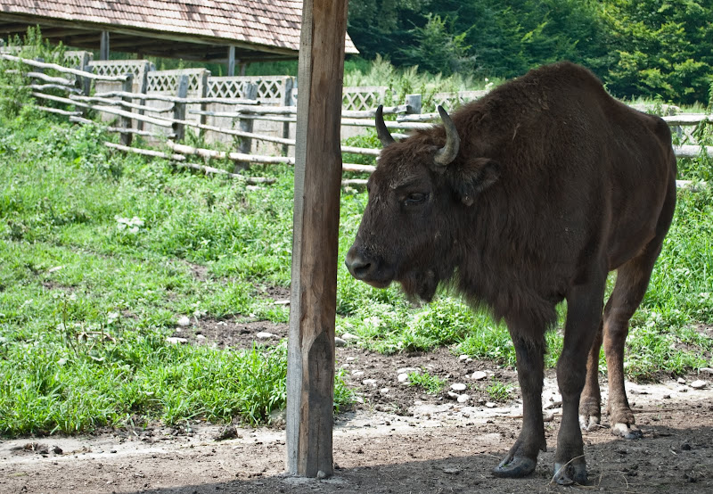 DSC_6936.jpg