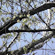 Verdin