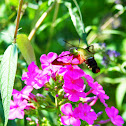 Hummingbird clearwing