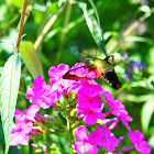 Hummingbird clearwing