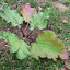Rhubarb Canadian Red