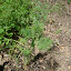 Dill