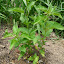 Swamp Sunflower