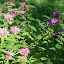 Bee Balm