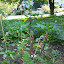 jasonphanley's Vegetable garden