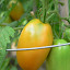 Tomato Orange Banana