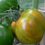 Tomato Red Zebra