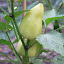 Pepper Sweet Rainbow Mix