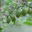 Tomato Yellow Pear