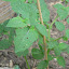 Ground Cherry