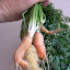 Carrot Amarillo Yellow 2